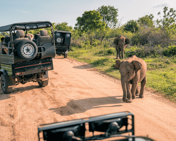sri lanka 6