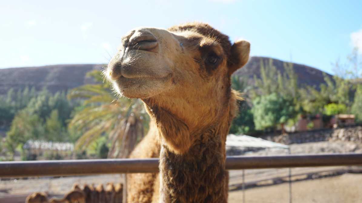 Camel Fuerteventura