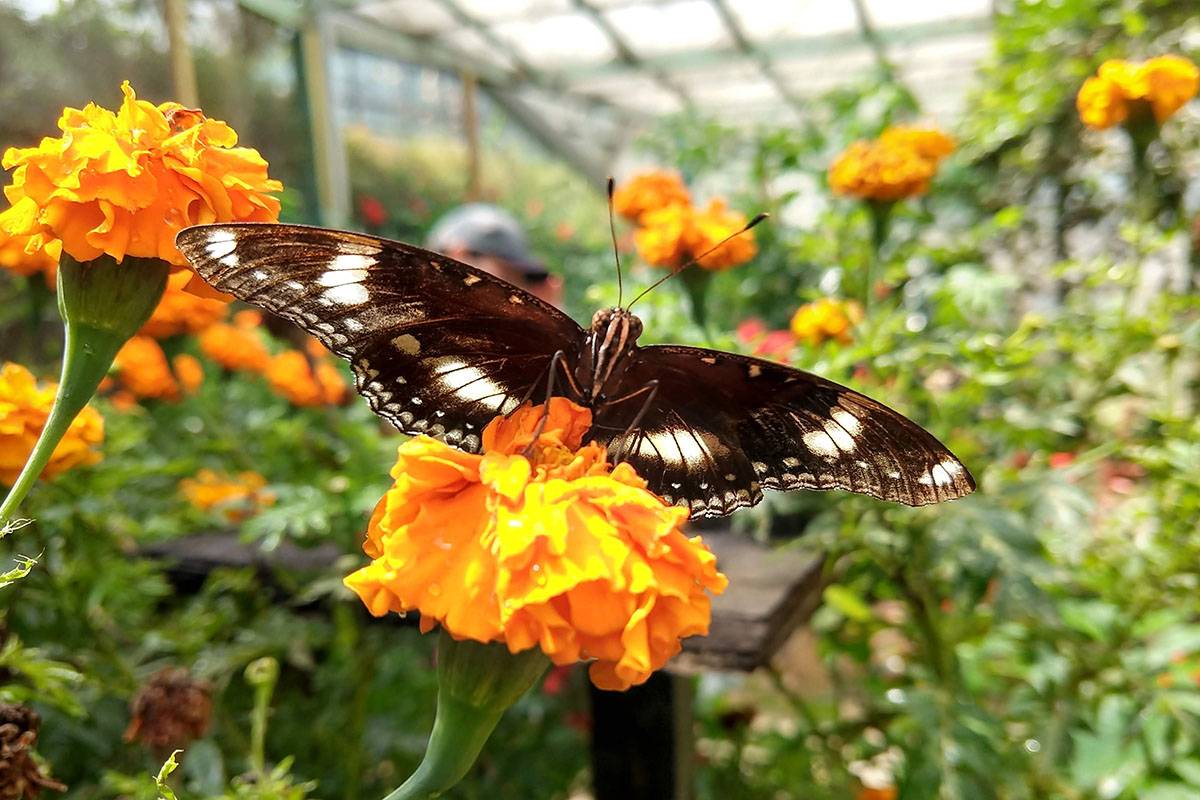butterfly garden