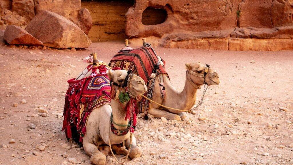 Petra - My Lady Trip